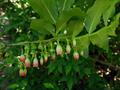 Caucasian whortleberry